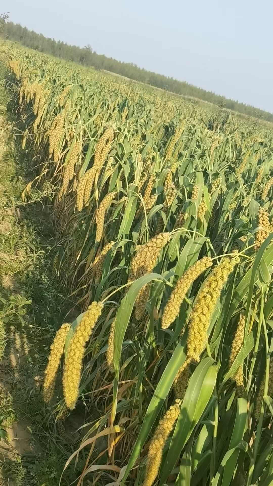 敖汉 谷子