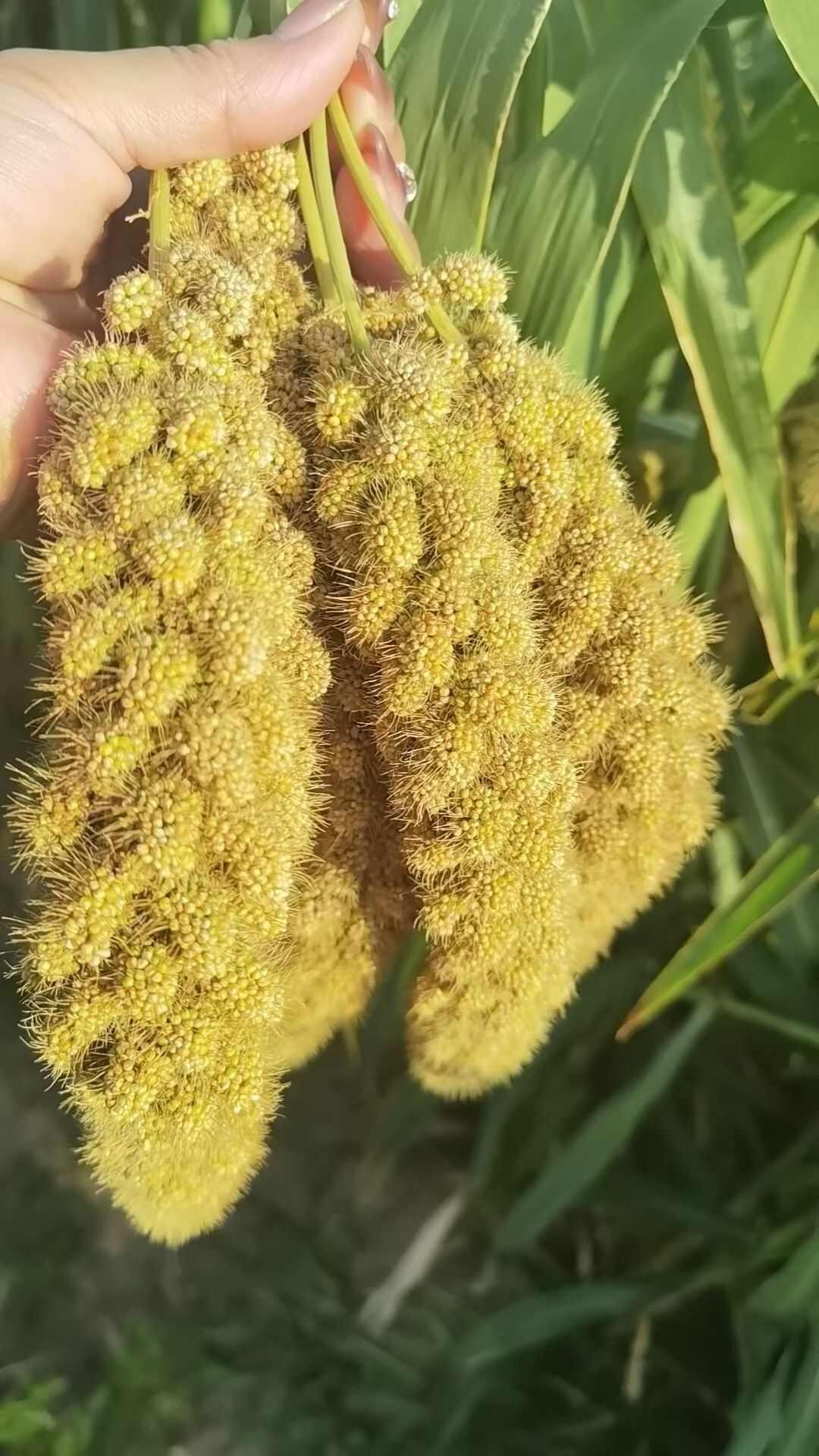 敖汉 谷子