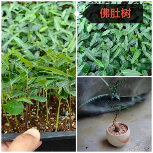 佛山沙漠玫瑰 佛山基地发货 支持混搭发货