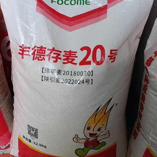商丘小麦种籽丰德存麦20，株高65一70厘米矮杆穗大抗倒