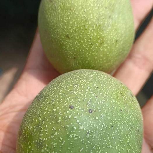 成县青皮核桃