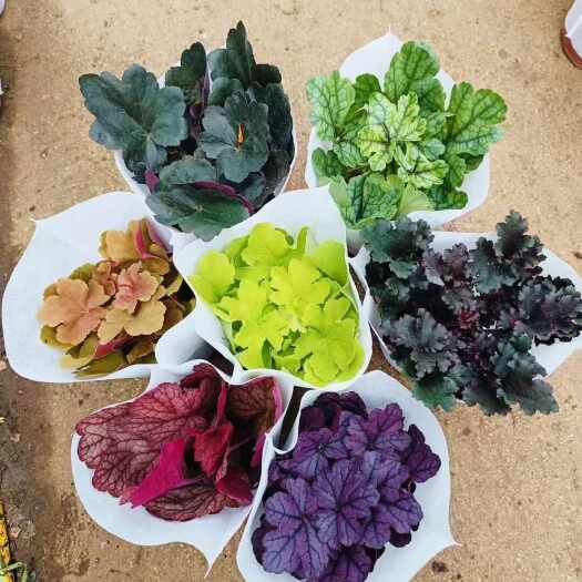 昆明矾根
