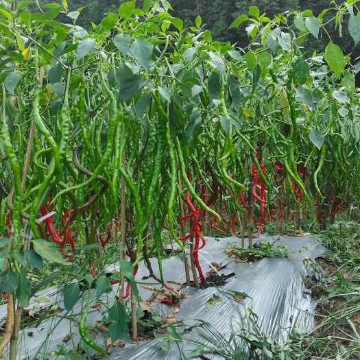 六盘水鸡爪辣线椒