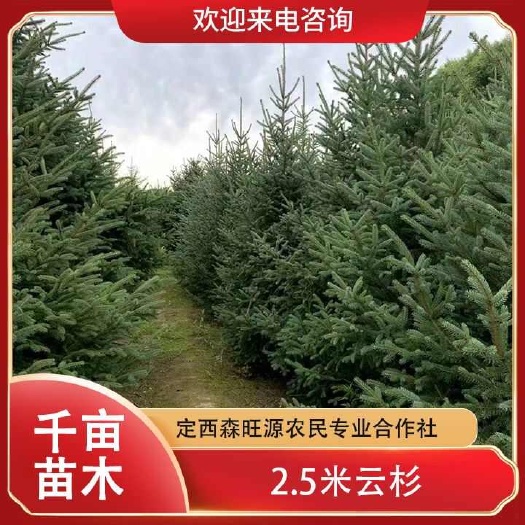 青海云杉，云杉便宜发西藏新疆云南香格里拉