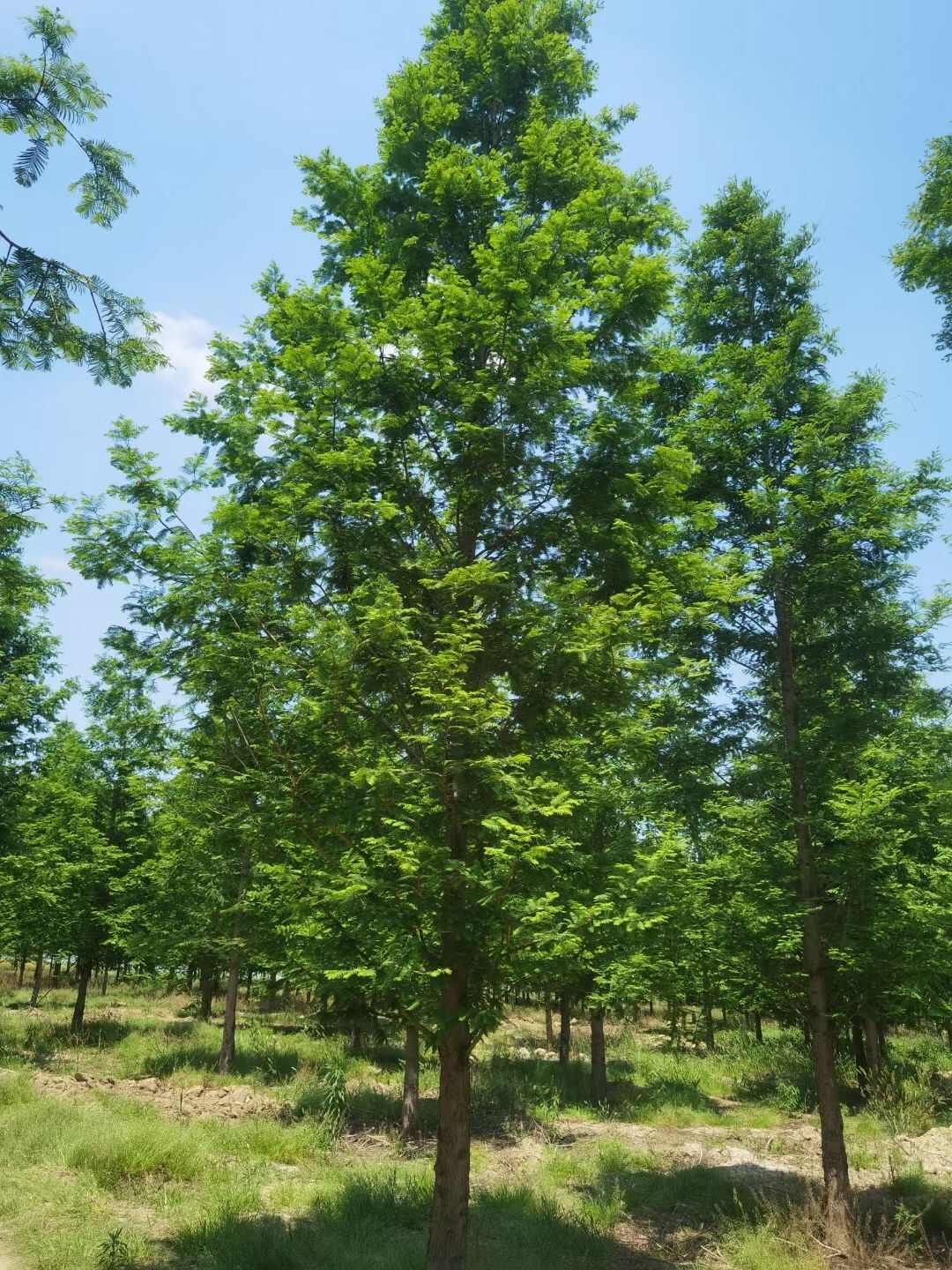 中山杉 8-20公分 南京产地直发 欢迎选购