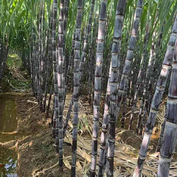 广西甘蔗颜色好，甜度够，结巴好