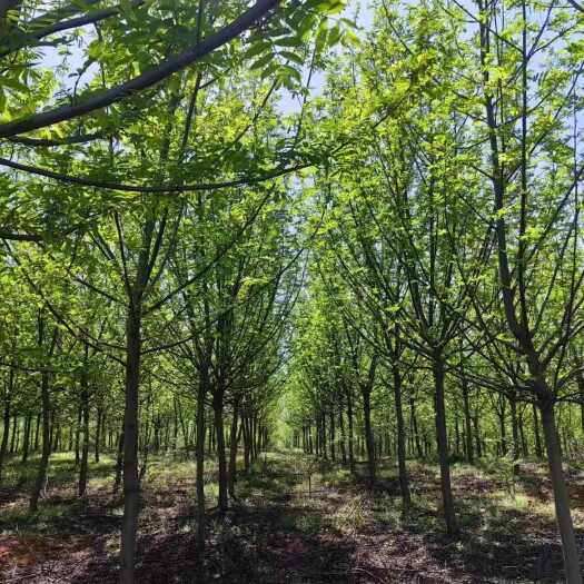 南京枫杨树苗圃定植枫杨 8-18公分