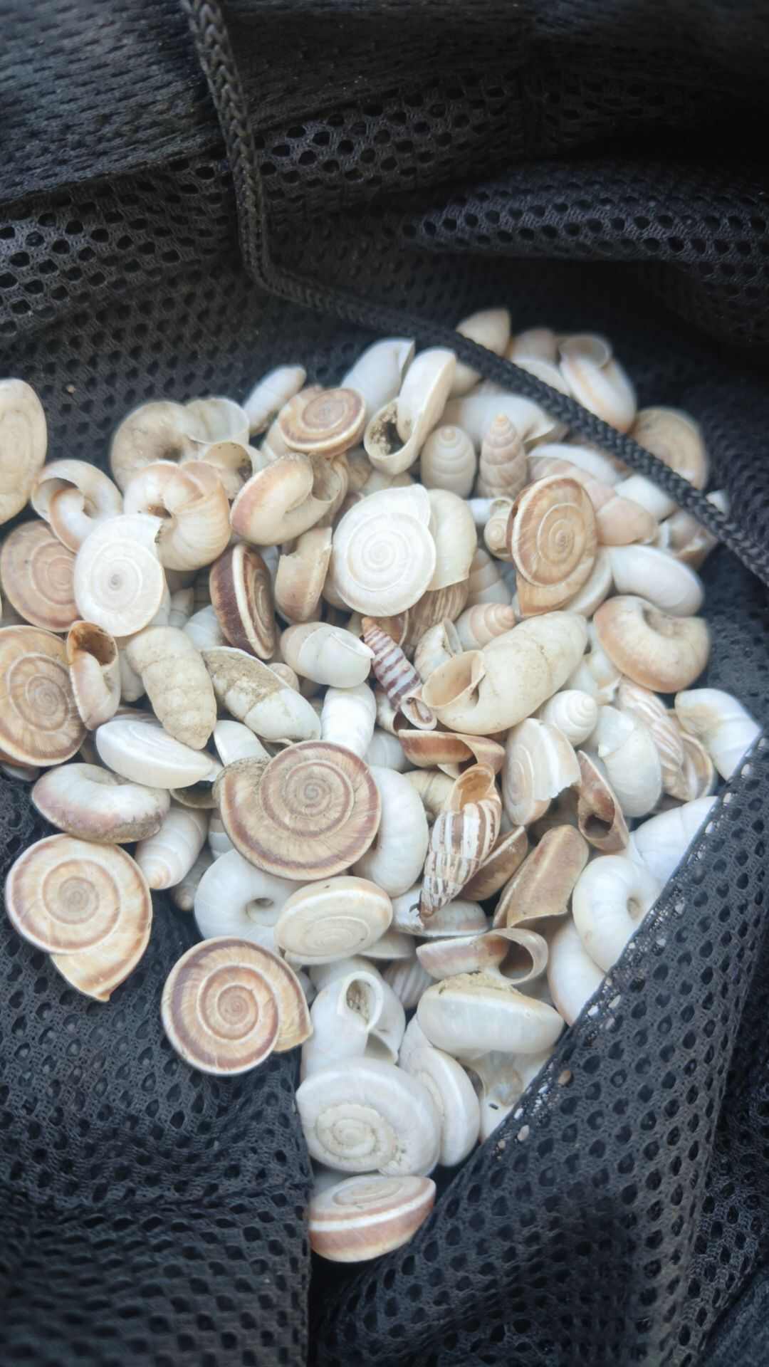 蜗牛壳