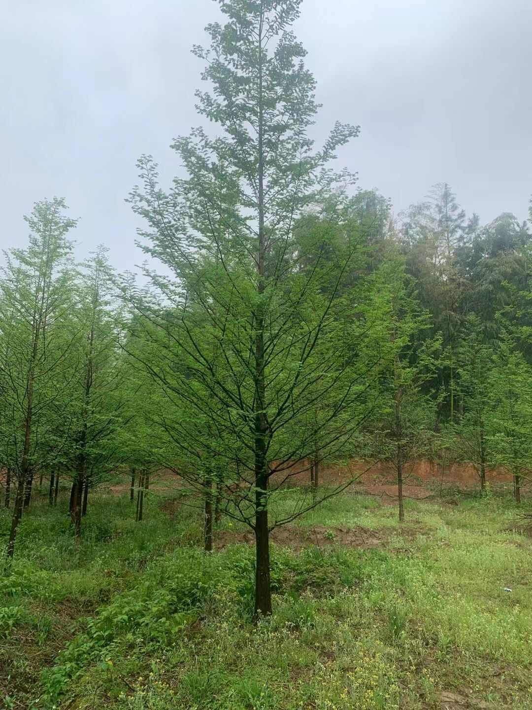 中山杉 8-20公分 南京产地直发 欢迎选购