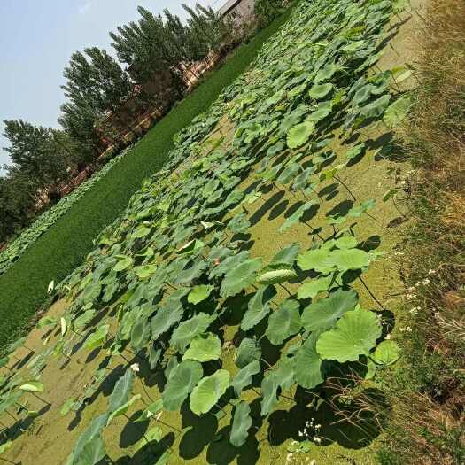 罗山县自家莲藕种植面积2000余亩，莲藕清脆爽口，常年供应