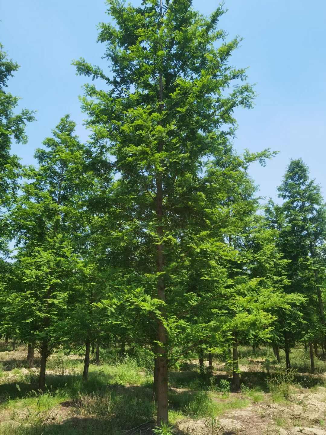 中山杉 8-20公分 南京产地直发 欢迎选购