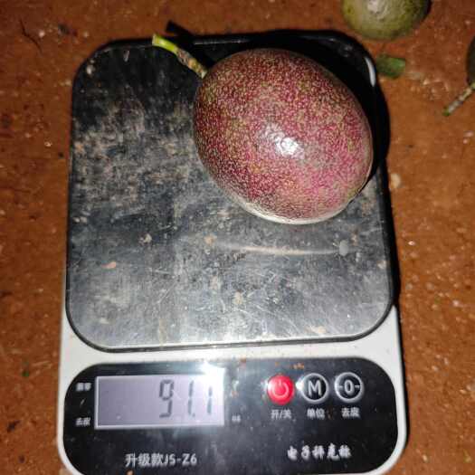 勐海县百香果西双版纳一手货源种植