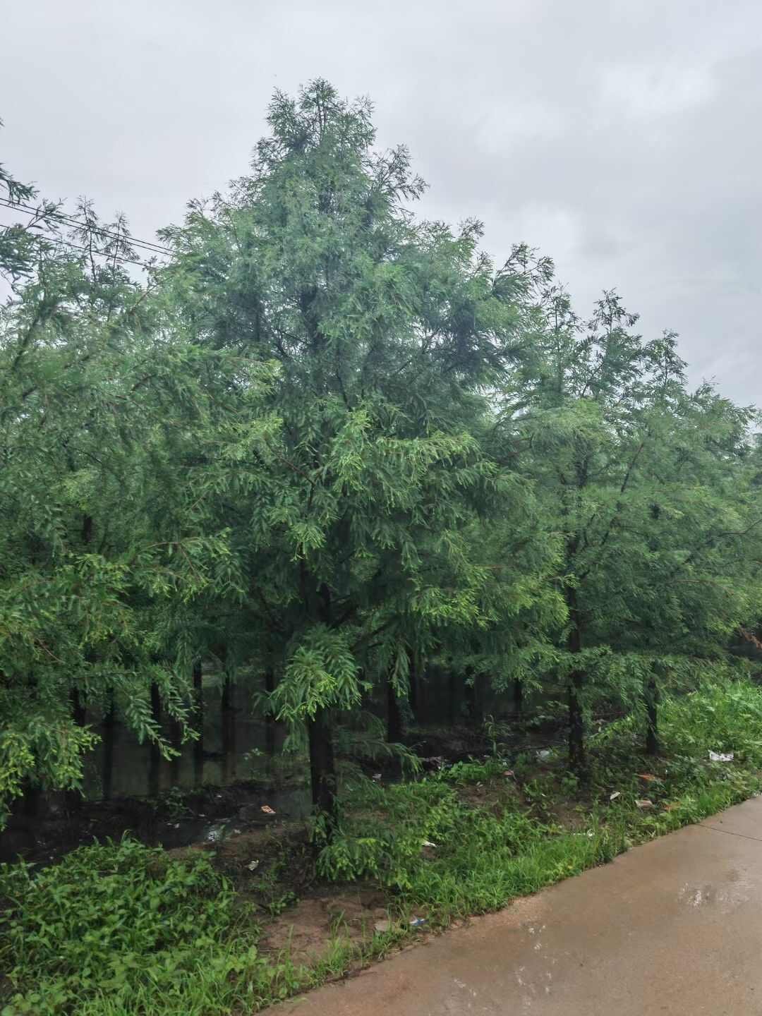 中山杉 8-20公分 南京产地直发 欢迎选购