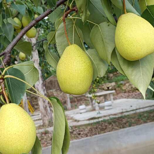 生态笨梨