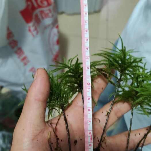 神农架万年藓
12CM到15CM