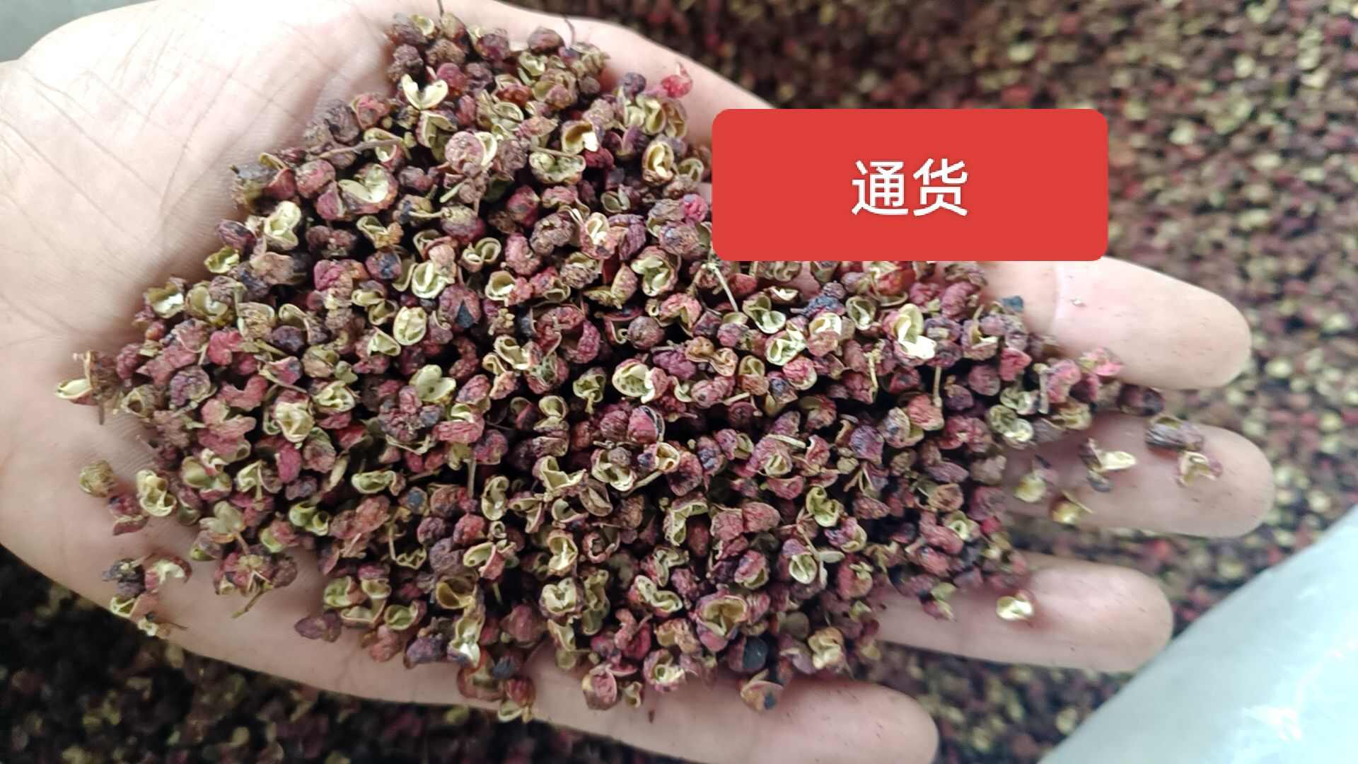 2024陕西韩城大红袍花椒【色选包邮】开口95以上. 2024陕西韩城大红袍花椒【色选包邮】开口95以上.