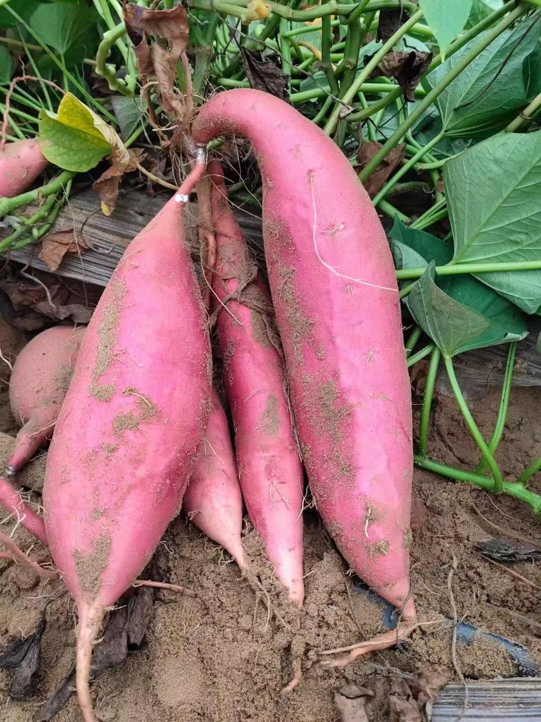 烟薯25号 果实饱满，个个流糖