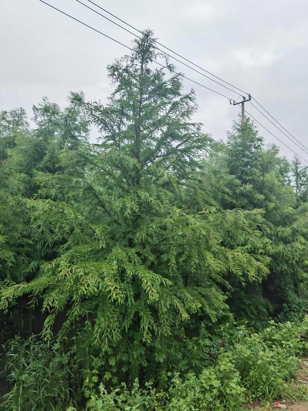 中山杉 8-20公分 南京产地直发 欢迎选购