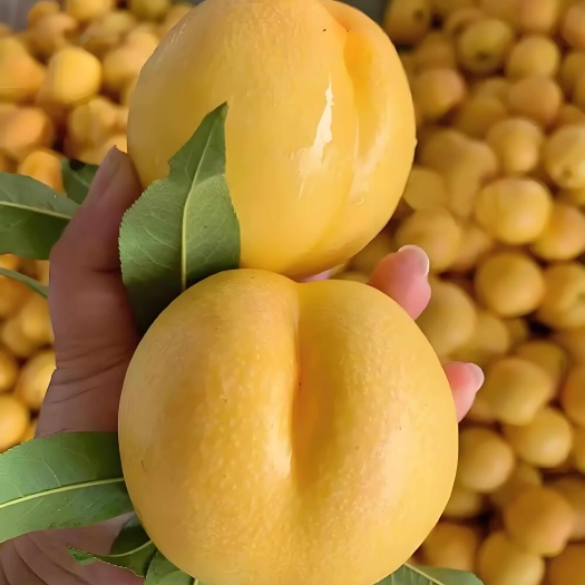 蒙阴蜜桃新鲜黄油桃，一件代发应季水果
