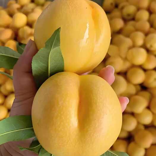 蒙阴蜜桃新鲜黄油桃,一件代发应季水果
