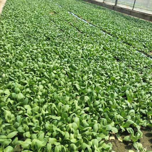 漯河新鲜小白菜青菜叶菜上市