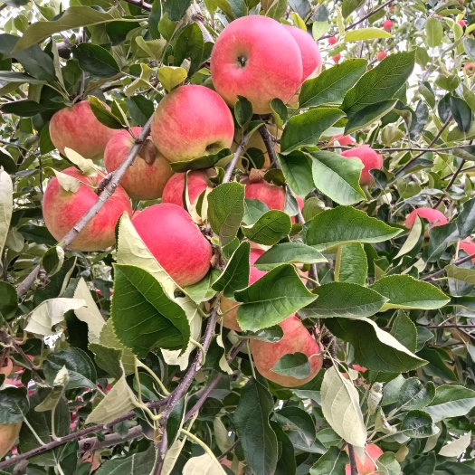 昭通红露苹果