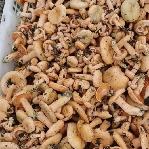 都匀市贵州野生菌