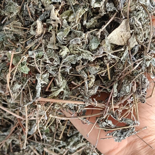 溪黄茶，中药材溪黄茶