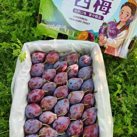 霍尔果斯法兰西西梅