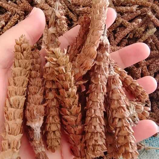 夏枯球 选货去梗 量大优惠