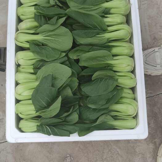 大同大量上海青，无虫叶，价格不高