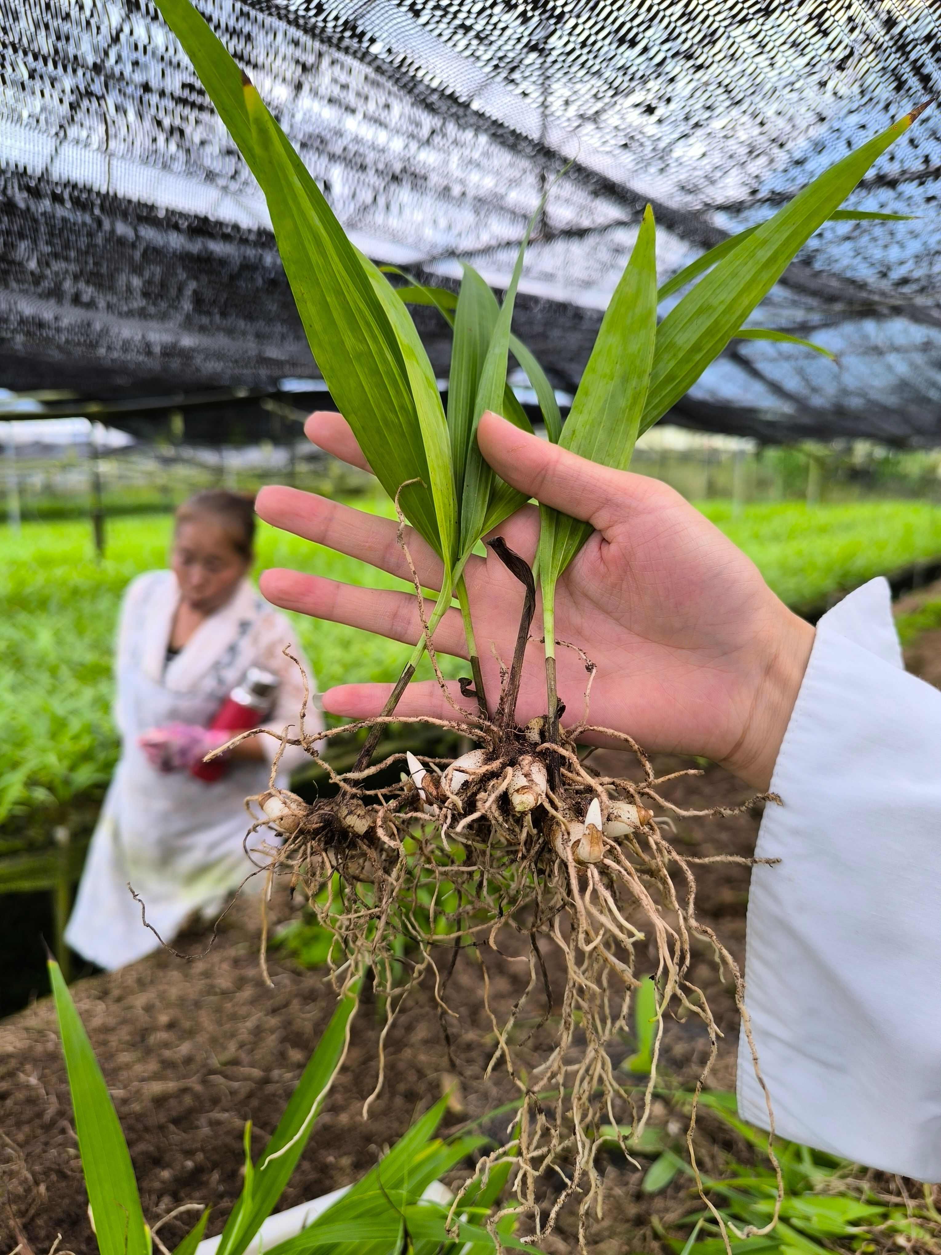 白芨紫花三叉大白芨组培驯化苗两年白芨苗2公分起