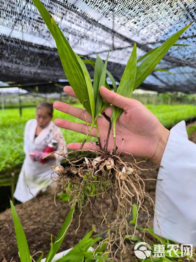 白芨紫花三叉大白芨组培驯化苗两年白芨苗2公分起