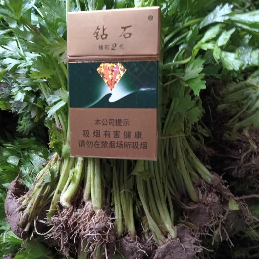 邯郸芹菜苗