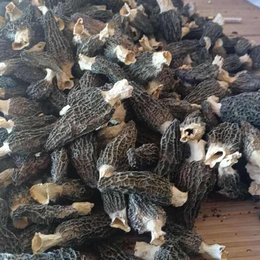 黄山羊肚菌