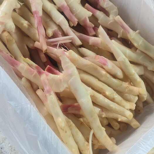 子姜芽姜工厂姜