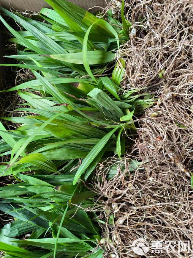 白芨紫花三叉大白芨组培驯化苗两年白芨苗2公分起