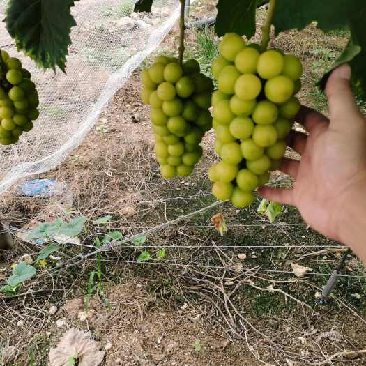 新沂市阳光玫瑰