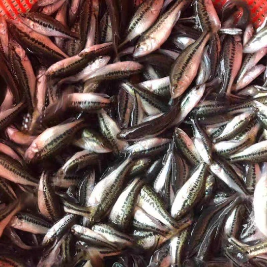 佛山鲈鱼苗 加州鲈鱼苗淡水优鲈鱼 大口黑鲈鱼苗批发送货上门