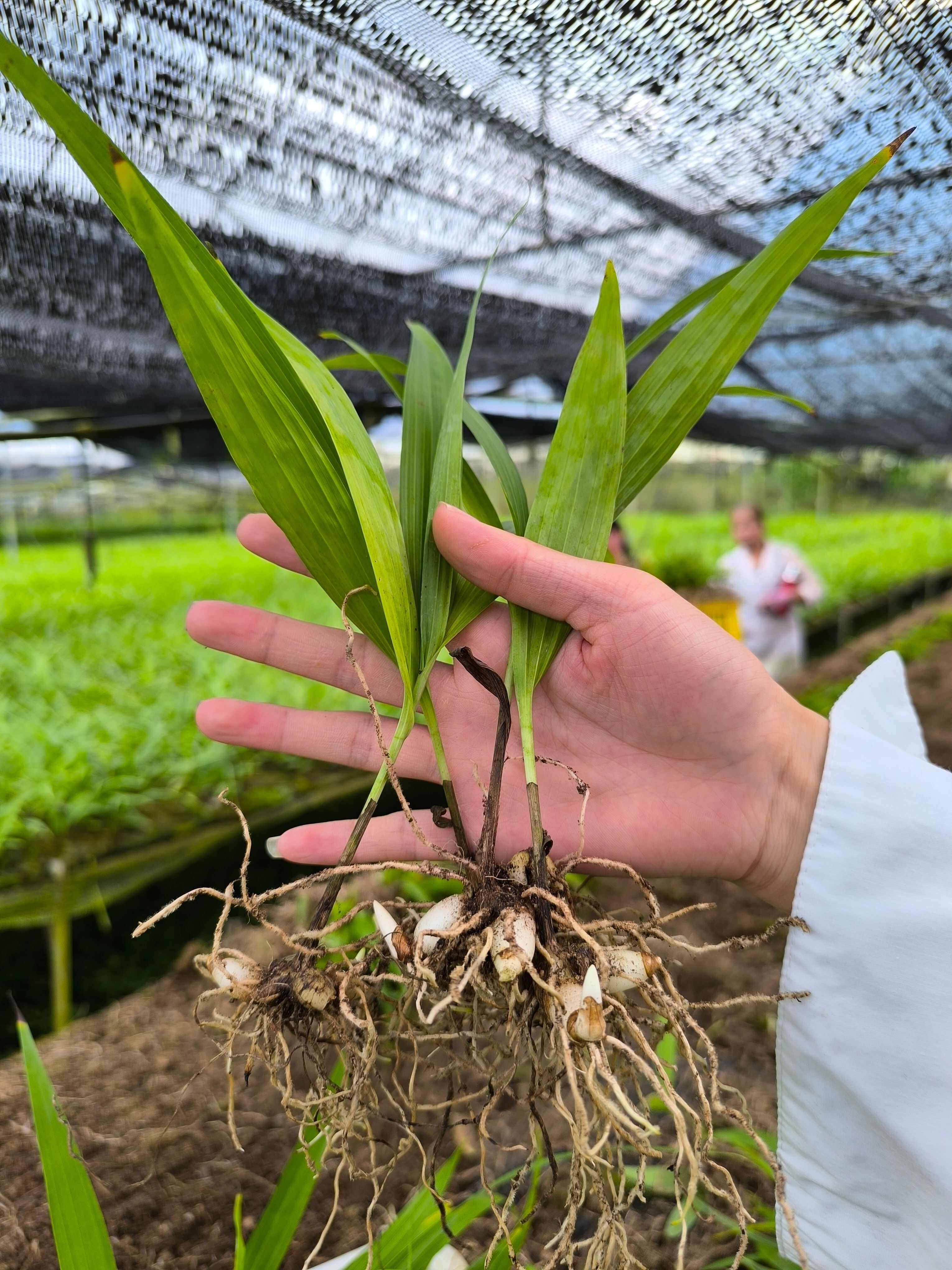 白芨紫花三叉大白芨组培驯化苗两年白芨苗2公分起