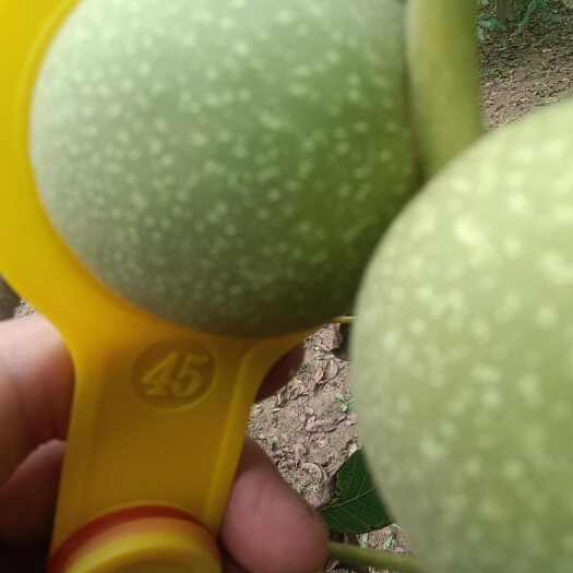 陇县清香核桃