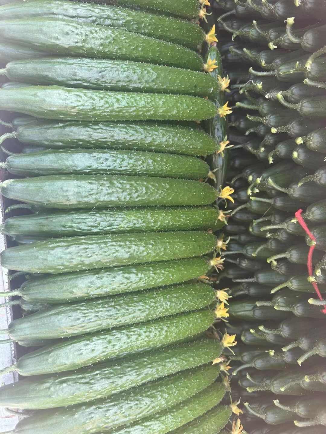 刺黄瓜，黄瓜，青瓜，长黄瓜