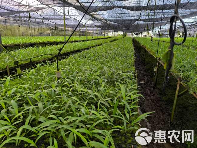 白芨紫花三叉大白芨组培驯化苗两年白芨苗2公分起