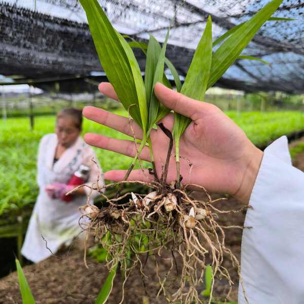 白芨紫花三叉大白芨组培驯化苗两年白芨苗2公分起