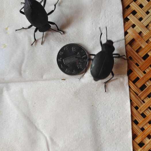 喙尾琵琶甲，臭壳虫，琵琶甲虫，大量供应，活体干货