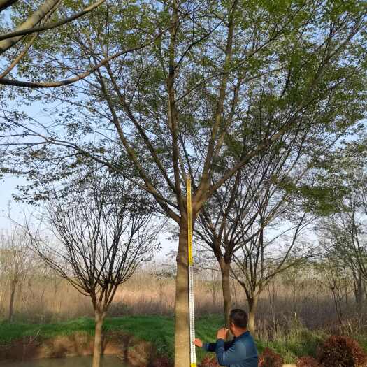 南京朴树 15-16公分朴树 苗圃定植移栽品质选项