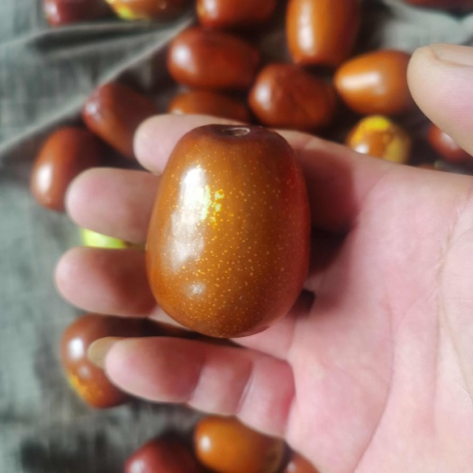 壶瓶枣