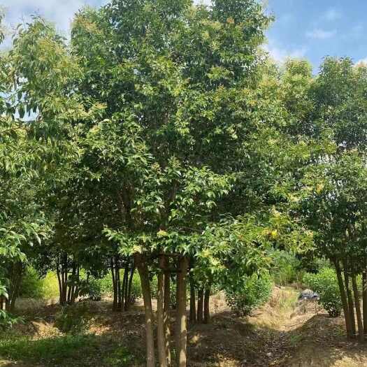 南京丛生大叶女贞 基地移栽苗丛生大叶女贞品质好 成活率高