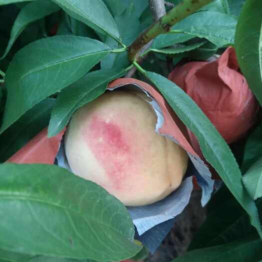 巨野县秋桃甜跳大桃沂蒙霜红桃