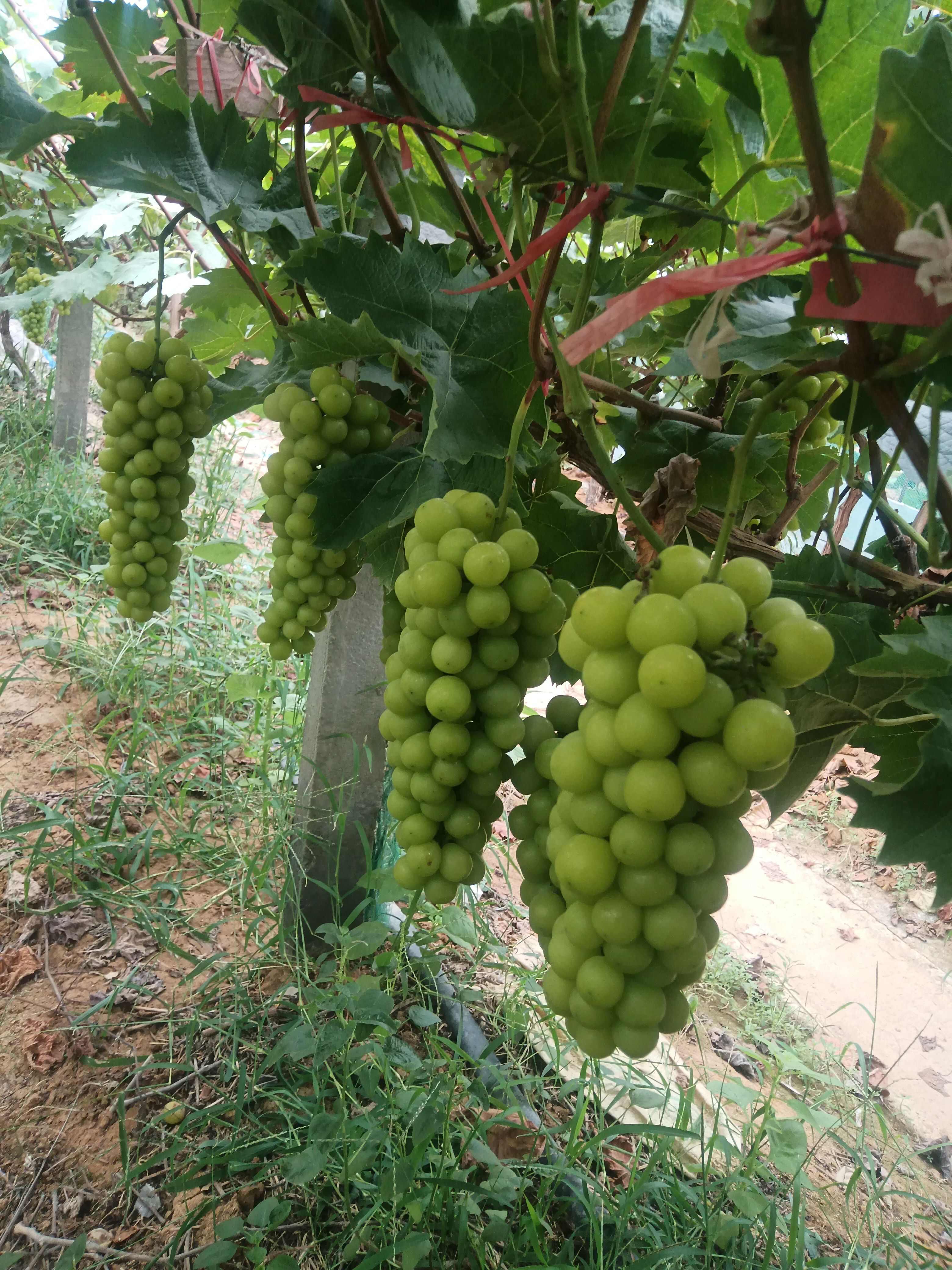 葡萄基地直销